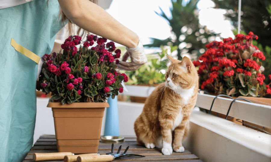 10 Plantas Seguras para Ter Dentro de Casa Quando se Tem Gatos