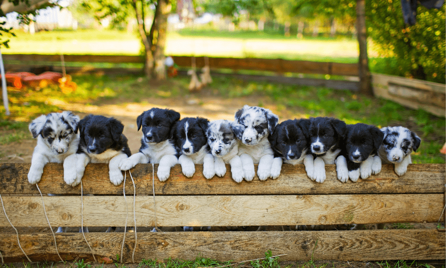 As Raças de Cachorros Mais Inteligentes: Guia Completo e Dicas de Treinamento